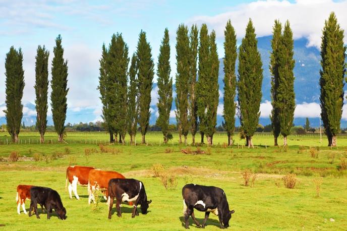 Cows grazing