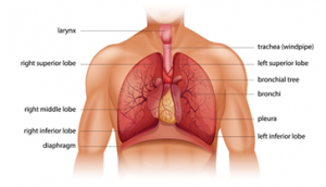 chart of lungs 