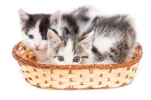 kittens in basket